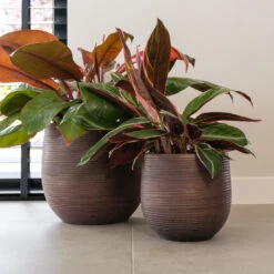 Lydia Plant Pot - Shiny Purple -Plants Sale Store LydiaPlantPotShiny Purple 3