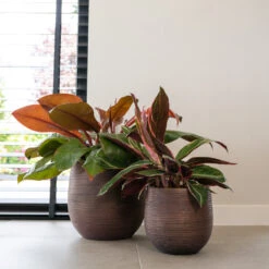 Lydia Plant Pot - Shiny Purple -Plants Sale Store LydiaPlantPotShiny Purple 5