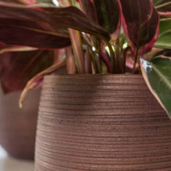 Lydia Plant Pot - Shiny Purple -Plants Sale Store LydiaPlantPotShiny Purple 6