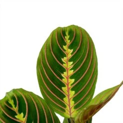 Plants Sale Store -Plants Sale Store Maranta leuconeura erythroneura Herringbone Plant Leaves