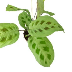 Maranta Leuconeura Var. Kerchoveana - Rabbit's Foot -Plants Sale Store Maranta leuconeura kerchoveana Rabbits Foot Leaves