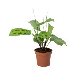 Maranta Leuconeura Var. Kerchoveana - Rabbit's Foot -Plants Sale Store Maranta leuconeura kerchoveana Rabbits Foot b4f618a5 70e4 470d b43c 1bbb1ffb211d