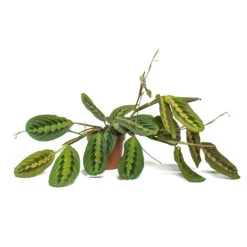 Maranta Leuconeura Var. Erythroneura - Herringbone Plant -Plants Sale Store Maranta leuconeura var erythroneura Herringbone Plant 12cm Trailing