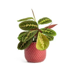 Maranta Leuconeura Var. Erythroneura - Herringbone Plant -Plants Sale Store Maranta leuconeura var erythroneura Herringbone Plant Bolino Plant Pot Bright Pink 0473a37f cdfd 4d38 92cd e870c58644bd