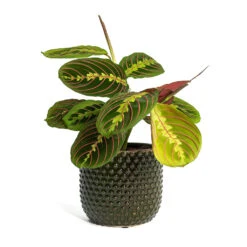 Maranta Leuconeura Var. Erythroneura - Herringbone Plant -Plants Sale Store Maranta leuconeura var erythroneura Herringbone Plant Bolino Plant Pot Green 7ac46df7 9178 4695 b4b0 51386cf4f9b0