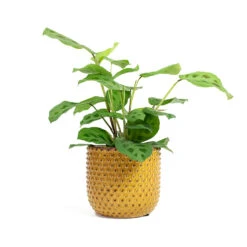 Maranta Leuconeura Var. Kerchoveana - Rabbit's Foot -Plants Sale Store Maranta leuconeura var kerchoveana Rabbits Foot Bolino Plant Pot Yellow 53c2e5d8 b95c 435b a0f2 48a1408d4639