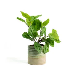 Maranta Leuconeura Var. Kerchoveana - Rabbit's Foot -Plants Sale Store Maranta leuconeura var kerchoveana Rabbits Foot Nikkie Plant Pot Ice Green d27420d7 a233 48cf b822 19ea5f0da6db