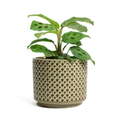 Maranta Leuconeura Var. Kerchoveana - Rabbit's Foot -Plants Sale Store Maranta leuconeura var kerchoveana Rabbits Foot Thies Plant Pot Olive Green d5b027c8 0fc2 43df 8322 8877e218b24e