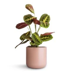 Maranta Leuconeura Var. Erythroneura - Herringbone Plant -Plants Sale Store Maranta leuconeura var. erythroneura Herringbone Plant 12x35cm Lisbon Plant Pot Pink Clay 15x15cm
