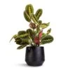 Maranta Leuconeura Var. Erythroneura - Herringbone Plant -Plants Sale Store Maranta leuconeura var. erythroneura Herringbone Plant 12x35cm Norell Plant Pot Black 18x16cm 1a9115a3 2dcd 4be6 acd7 cf0222ccb898
