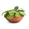 Maranta Leuconeura Var. Erythroneura - Lemon Lime 2 Maranta Leuconeura Var. Erythroneura - Lemon Lime -Plants Sale Store Maranta leuconeura var. erythroneura Lemon Lime 12x35cm 2 x plants Morgana Refined Plant Bowl Canyon Orange 30x13cm