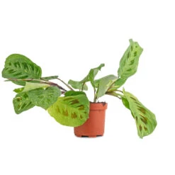 Maranta Leuconeura Var. Kerchoveana - Variegated Rabbit's Foot -Plants Sale Store Maranta leuconeura var. kerchoveana Variegata Rabbit s Foot