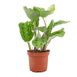 Maranta Leuconeura Var. Kerchoveana - Variegated Rabbit's Foot -Plants Sale Store Maranta leuconeura var. kerchoveana Variegata Rabbit s Foot 5573