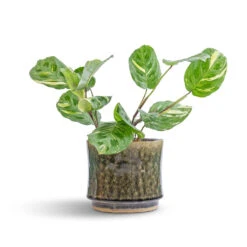 Nolan Plant Pot - Pine -Plants Sale Store Maranta leuconeura var. kerchoveana Variegated Rabbit s Foot 12x25cm Nolan Plant Pot Pine 17x15cm 7 45de311c ec2d 4c88 abbc 5147a60ed3d7