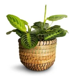 Maranta Leuconeura Var. Erythroneura - Lemon Lime 22 Maranta Leuconeura Var. Erythroneura - Lemon Lime -Plants Sale Store Maranta leuconeura var.erythroneura Lemon Lime 12x35cm Jane Plant Baskets Set of 5 Jungle Smallest