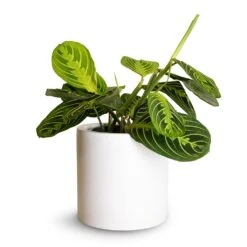 Puk Essentials Planter - Matt White -Plants Sale Store Maranta leuconeura var.erythroneura Lemon Lime 12x35cm Puk Planter Matt White 15x15cm fc18bf38 3c69 4fca b990 df9582477617