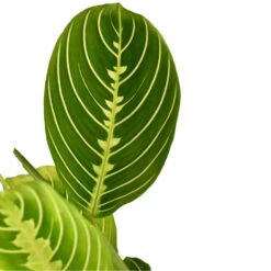 Maranta Leuconeura Var. Erythroneura - Lemon Lime 16 Maranta Leuconeura Var. Erythroneura - Lemon Lime -Plants Sale Store Marantaleuconeuravar.erythroneura LemonLime 1