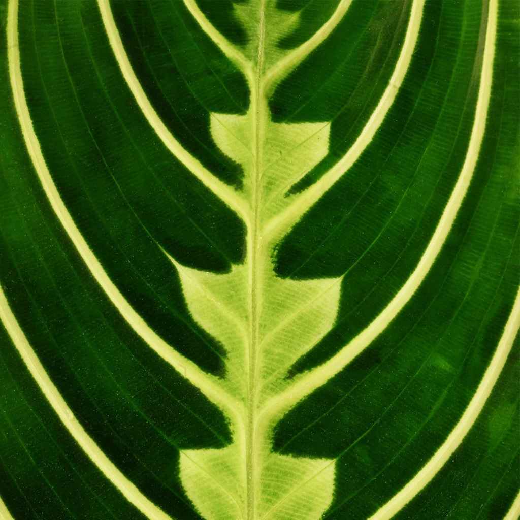 Maranta Leuconeura Var. Erythroneura - Lemon Lime 4 Maranta Leuconeura Var. Erythroneura - Lemon Lime - Image 2