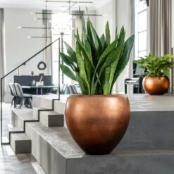 Metallic Couple Plant Pot - Matt Copper -Plants Sale Store Metallic Couple Plant Pot Matt Copper Sansevieria Lifestyle