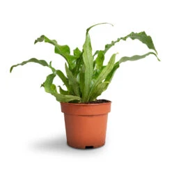 Microsorum Musifolium Crocodyllus - Crocodile Fern -Plants Sale Store Microsorum musifolium Crocodyllus Crocodile Fern 12x25cm 1 4301d9ee 8403 49f4 9b46 2a94c8eb88f5