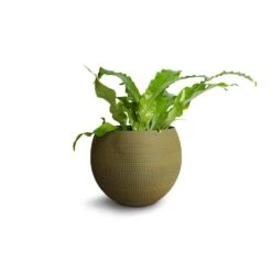 Microsorum Musifolium Crocodyllus - Crocodile Fern -Plants Sale Store Microsorum musifolium Crocodyllus Crocodile Fern 12x25cm Dex Plant Pot Forrest