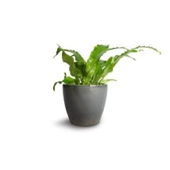 Microsorum Musifolium Crocodyllus - Crocodile Fern -Plants Sale Store Microsorum musifolium Crocodyllus Crocodile Fern 12x25cm Sven Plant Pot Smoke