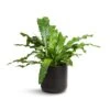 Microsorum Musifolium Crocodyllus - Crocodile Fern -Plants Sale Store Microsorum musifolium Crocodyllus Crocodile Fern 17x40cm Lisbon Plant Pot Anthracite 19x19cm