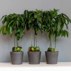 Mini Bucket Plant Pot - Black Washed -Plants Sale Store Mini Bucket Plant Pot Black Washed Houseplants