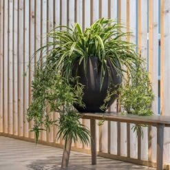 Mini Orb Kevan Plant Pot - Black Washed 27 Mini Orb Kevan Plant Pot - Black Washed -Plants Sale Store Mini Orb Kevan Plant Pot Black Washed Spider Plant