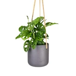 Monstera Adansonii - Philodendron Monkey Mask -Plants Sale Store Monstera adansonii Philodendron Monkey Mask 12x30cm Charlie Hanging Plant Pot Black Washed 15x15cm