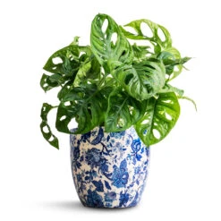 Monstera Adansonii - Philodendron Monkey Mask -Plants Sale Store Monstera adansonii Philodendron Monkey Mask 12x30cm Monza Plant Pot Vintage Blue 15x14cm 28da4d81 1c9a 49ec a532 5d128b29c64c