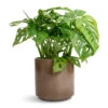 Monstera Adansonii - Philodendron Monkey Mask -Plants Sale Store Monstera adansonii Philodendron Monkey Mask 12x30cm Remmi Glaze Plant Pot Mocha 14x14cm af920ead d1c0 4959 ab17 5fe37447c811