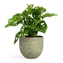 Monstera Adansonii - Philodendron Monkey Mask -Plants Sale Store Monstera adansonii Philodendron Monkey Mask 12x30cm Rinca Plant Pot Shiny Green 15x13cm