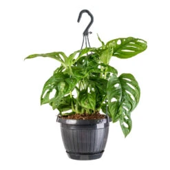 Monstera Adansonii - Philodendron Monkey Mask -Plants Sale Store Monstera adansonii Philodendron Monkey Mask 15x40cm