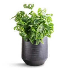 Norell Plant Pot - Black -Plants Sale Store Monstera adansonii Philodendron Monkey Mask 19x50cm Norell Plant Pot Black 25x24cm bb5bbba4 6f7f 4889 9bb5 1cbe250f8a99