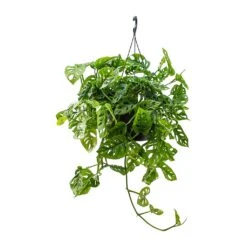 Monstera Adansonii - Philodendron Monkey Mask -Plants Sale Store Monstera adansonii Philodendron Monkey Mask 28x40cm v2