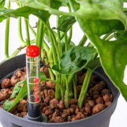 Plants Sale Store -Plants Sale Store Monstera adansonii Philodendron Monkey Mask HydroCare 15 19x40cm