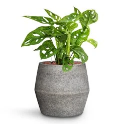 Harley Cement & Stone Plant Pot - Granite Grey -Plants Sale Store Monstera adansonii Philodendron Monkey Mask HydroCare Cement Stone Harley Plant Pot Granite Grey 53c6a442 84b2 4ab2 bef1 30b7551902c5