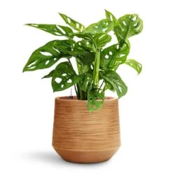 Monstera Adansonii - Philodendron Monkey Mask - HydroCare -Plants Sale Store Monstera adansonii Philodendron Monkey Mask HydroCare Dune Darcy Planter Almond