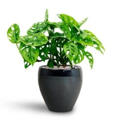 Monstera Adansonii - Philodendron Monkey Mask - HydroCare -Plants Sale Store Monstera adansonii Philodendron Monkey Mask HydrocultureAmora Plant Pot Anthracite Mirror 89da66ab a2a9 47e0 911e c2870c86c44f