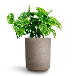 Monstera Adansonii - Philodendron Monkey Mask - HydroCare -Plants Sale Store Monstera adansonii Philodendron Monkey Mask HydrocultureSuzi Plant Pot Grey Washed b3ebce18 4204 48da b7f8 99baadc4318f