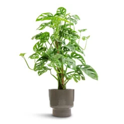 Monstera Adansonii - Philodendron Monkey Mask - Moss Pole -Plants Sale Store Monstera adansonii Philodendron Monkey Mask Moss Pole 16x60cm Aries Handles Plant Pot Charcoal 19x20cm