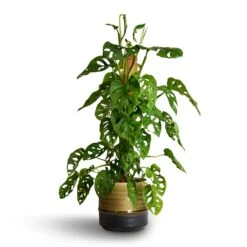 Monstera Adansonii - Philodendron Monkey Mask - Moss Pole -Plants Sale Store Monstera adansonii Philodendron Monkey Mask Moss Pole 16x60cm Marlijn Plant Pot Thyme 19x18cm 2 81663c24 fa09 46fa bbca ad1698c2ac8d