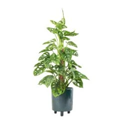 Pisa Plant Pot - Emerald 14 Pisa Plant Pot - Emerald -Plants Sale Store Monstera adansonii Philodendron Monkey Mask Moss Pole 16x60cm Pisa Plant Pot Emerald 20x24cm