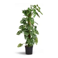 Monstera Adansonii - Philodendron Monkey Mask - Moss Pole -Plants Sale Store Monstera adansonii Philodendron Monkey Mask Moss Pole 21x80cm