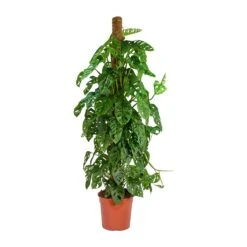 Monstera Adansonii - Philodendron Monkey Mask - Moss Pole -Plants Sale Store Monstera adansonii Philodendron Monkey Mask Moss Pole Large