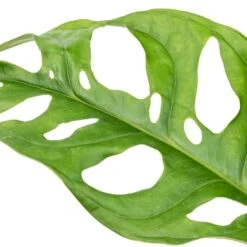 Monstera Adansonii - Philodendron Monkey Mask -Plants Sale Store Monstera adansonii Philodendron Monkey Mask SWATCH