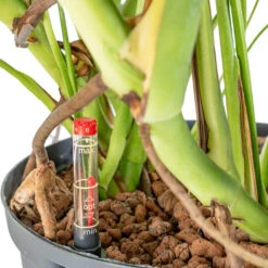 Monstera Deliciosa - HydroCare -Plants Sale Store Monstera deliciosa HydroCare 25 19x70cm dd65e43d 8fdb 4fd2 9fc3 90b638166c1d