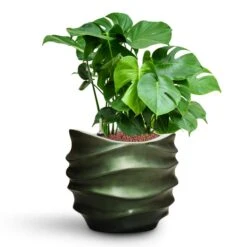 Monstera Deliciosa - HydroCare -Plants Sale Store Monstera deliciosa HydroCare Gradient Lee Couple Planter Matt Forest