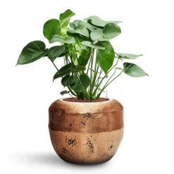Monstera Deliciosa - HydroCare -Plants Sale Store Monstera deliciosa HydroCare Opus Raw Couple Planter Gold